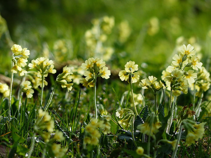 Cowslip, flores, amarelo brilhante, amarelo, primrose de alta, Primula elatior, prímulas