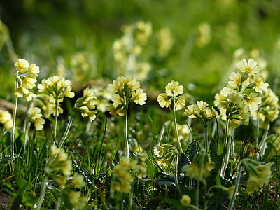 cowslip, flowers, bright yellow, yellow, high primrose, primula elatior, primroses