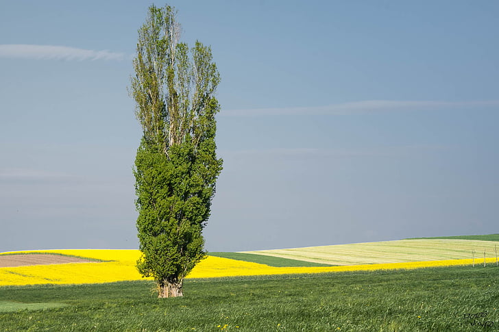 poplar, tree, landscape, rapeseed, agriculture, fields, nature