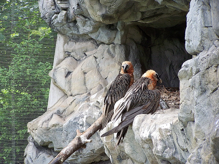 Zoo di, Innsbruck, zoo alpino, avvoltoio, uccello, animale, fauna selvatica