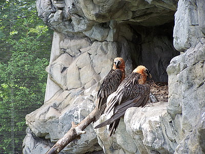 állatkert, Innsbruck, Alpesi Állatkert, keselyű, madár, állat, vadon élő állatok