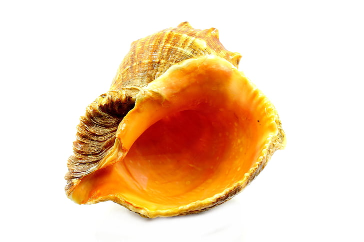 Seashell, Sea, karbid, loodus, loomade shell, ühe objekti, Suurendus: