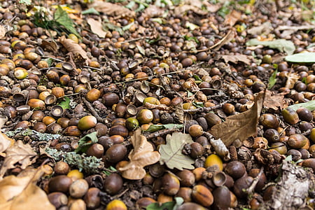 forest floor, acorns, forest fruits, autumn, forest fruit, brown, forest