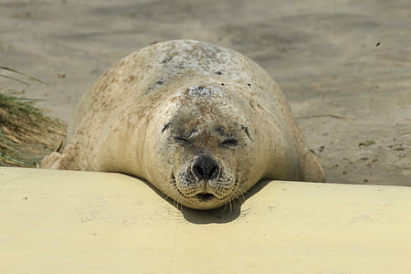 seal, phoca vitulina, robbe, dog seal, animal, coast, mammal