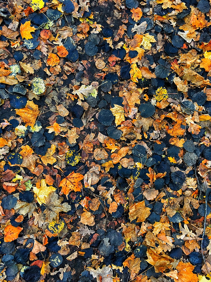 efterår, efterårsblade, baggrund, orange, Rusland, blad, ændre