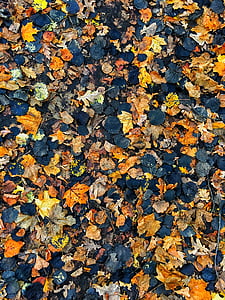 Outono, folhas de outono, plano de fundo, laranja, Rússia, folha, mudar