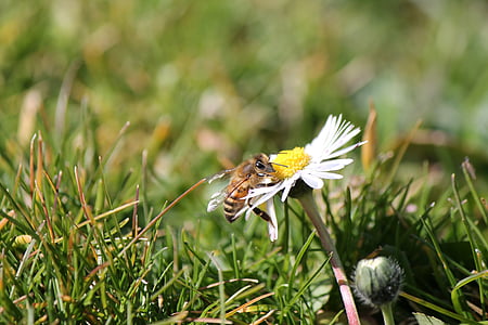 Pszczoła, kwiat, Prato, Małgorzata, owad