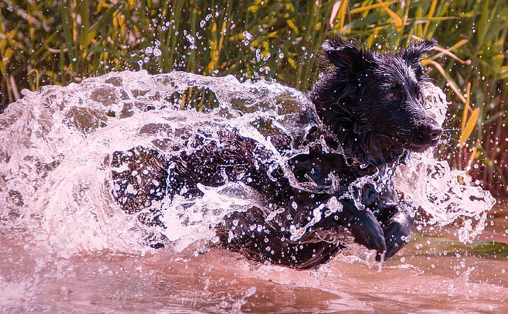 wet dog, dog, wet, water, pet, animal, lake