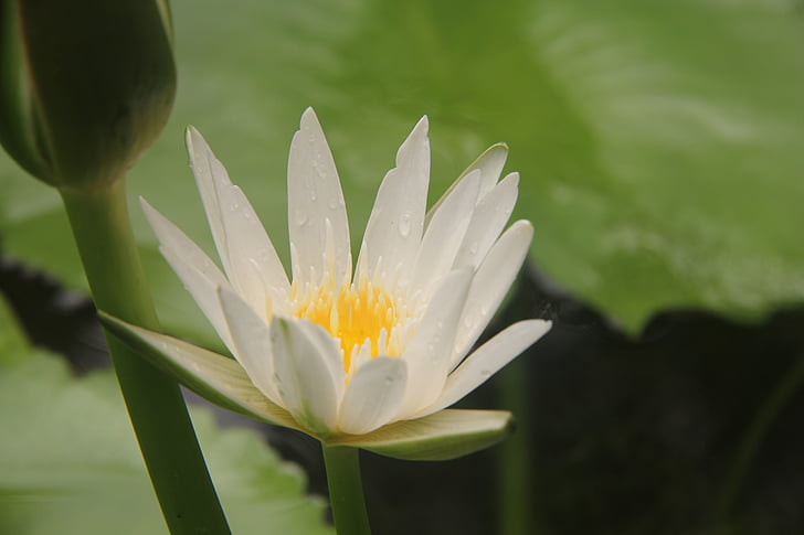lotus, dew, white, green leaf, lotus leaf, close-up
