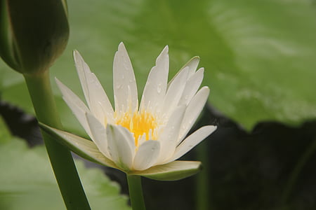 Lotus, dauw, wit, groene blad, Lotus blad, Close-up