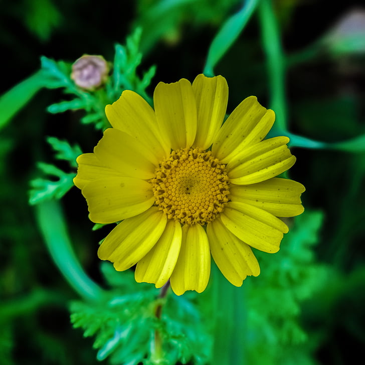 daisy, flower, nature, blossom, yellow, petal, blooming
