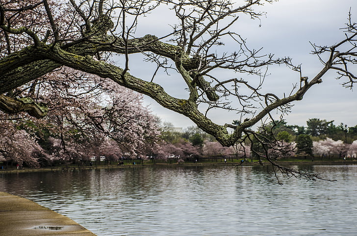 Cherry blossom festival, Washington, d.c., třešně, Washington, třešeň, DC, květ