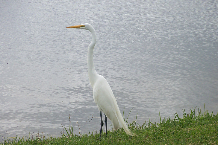bird, nature, animal