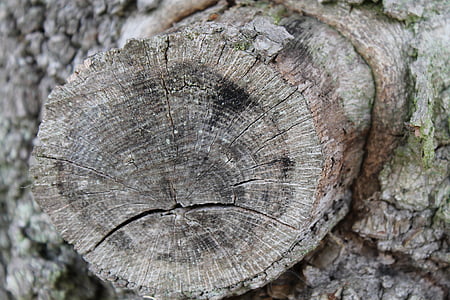 AST øje, gren, træ, brun, skov, Log, sawed off