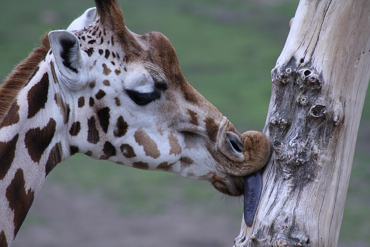 giraffe, kiss, tree, zoo, africa, animal, mammal