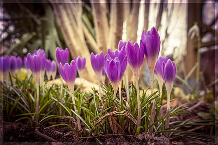 春, クロッカス, 花, 春の花, 自然, ガーデン, 紫