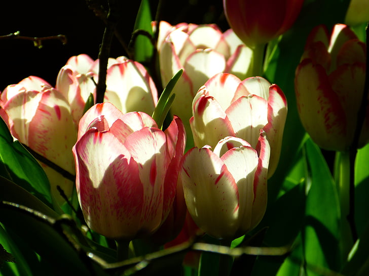 Tulipa, flor, flor, -de-rosa, flores, planta, natureza
