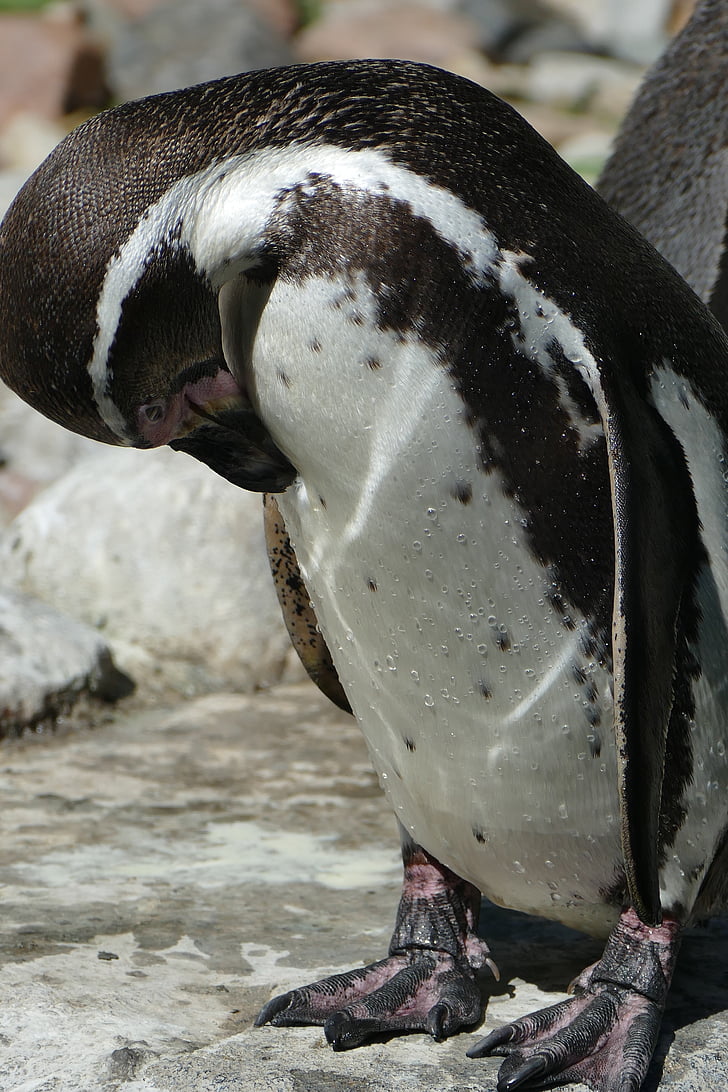 pingouin, fermer, en détail, Sharp, animal, Parc ornitologique, oiseaux d’eau