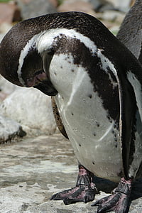 Пингвин, закрыть, деталь, Шарп, животное, Парк птиц в Вальсроде, воды птицы