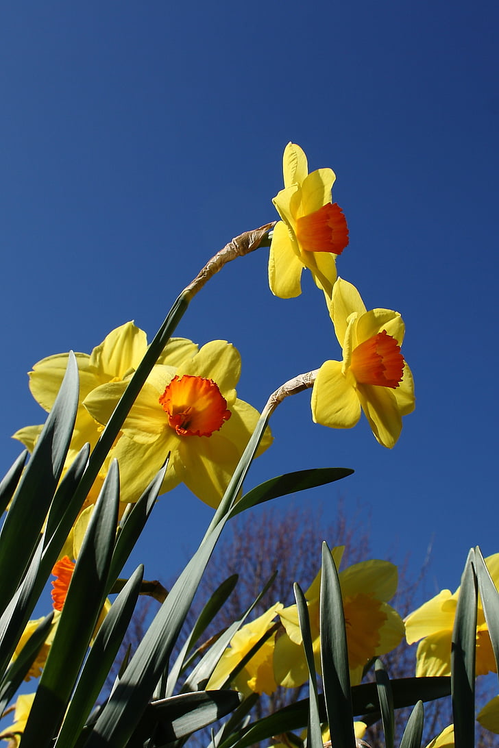 Narcizas, gėlė, pavasarį, geltona, spalvinga