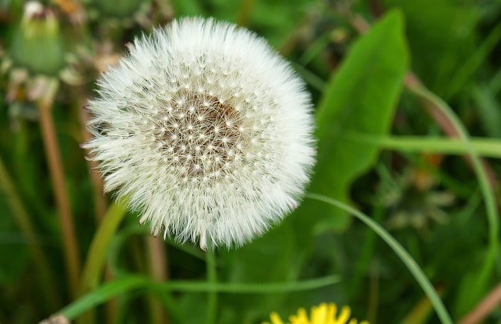 dandelion, seeds, frøstand, flower seeds