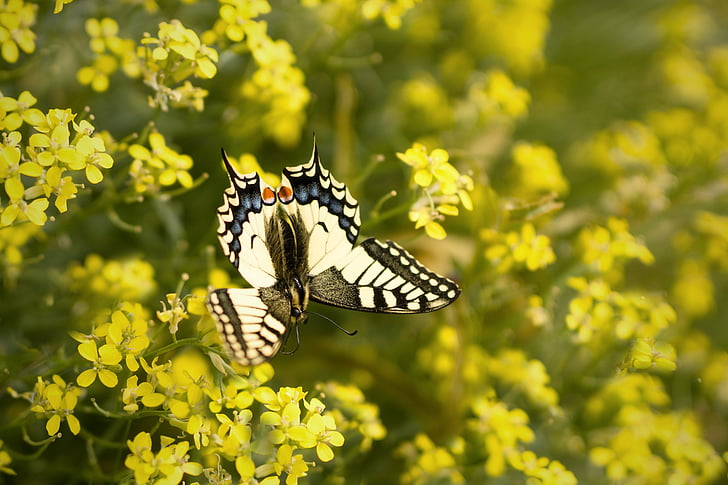 butterfly, yellow, swallowtail, nature, flower, flying insects, insect