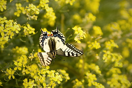 mariposa, amarillo, cola de golondrina, naturaleza, flor, insectos voladores, insectos