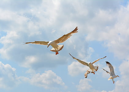seagull, stol, birds, flight, sky, wings, bird
