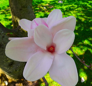 drvo magnolije, na otvorenom, priroda, krajolik, boja, cvijet, cvatu