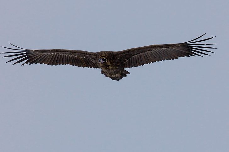 Free photo: bird, black vulture, flight, bogart village, mongolia | Hippopx