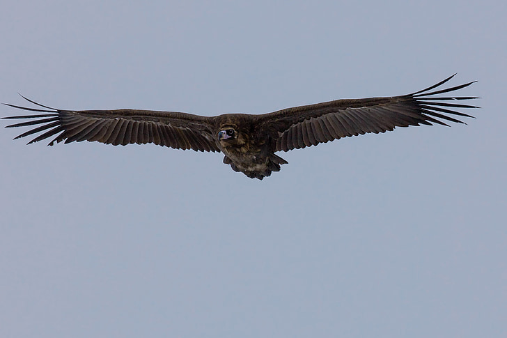 fugl, Black vulture, flyvning, Bogart village, Mongoliet