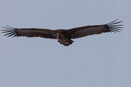 птица, черен лешояд, полет, Богарт село, Монголия