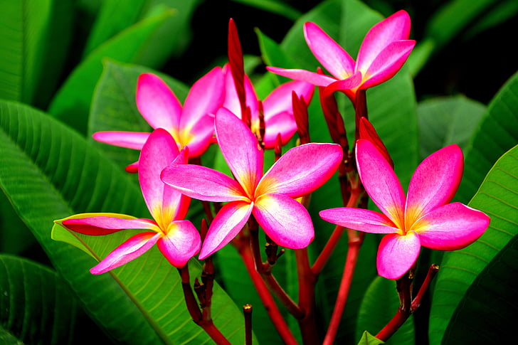 de lyserøde blomster, Lao league, plumeria blomst stil, hvide blomster, blomsterhave, Orchid, Pink