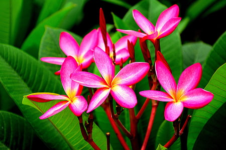 les flors de color rosa, Lliga letó, l'estil plumeria flor, flors blanques, jardí de flors, orquídia, Rosa