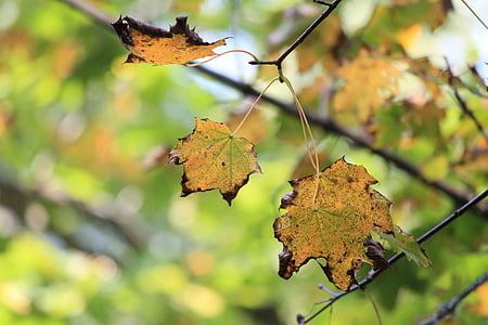 秋, メープル, 葉, カラフルです, イエロー, 出てくる, 自然