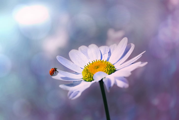 ladybug, flower, marguerite, nature, blossom, bloom, white flower