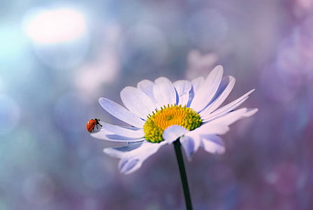 ladybug, flower, marguerite, nature, blossom, bloom, white flower