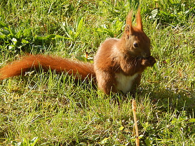 scoiattolo, piccolo animale, pelose, nager, fotografia naturalistica, salita, chiudere