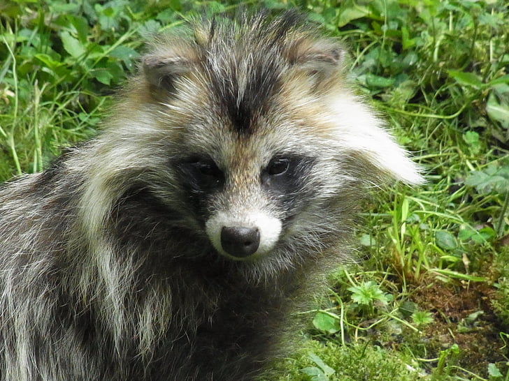 raccoon dog, nyctereutes procyonoides, predator, animal, nature, forest
