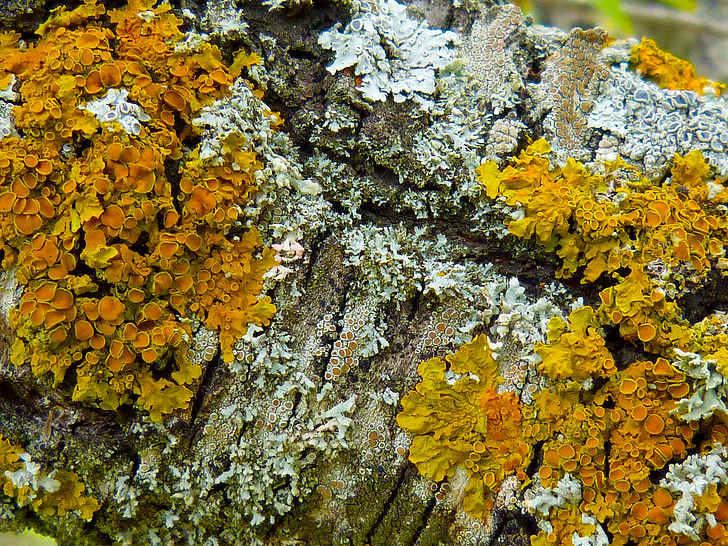 lichens, สาขา, ต้นอัลมอนด์, สี, ธรรมชาติ, สีเหลือง, พื้นหลัง
