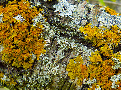 licheni, ramo, albero di mandorla, colori, natura, giallo, Sfondi gratis