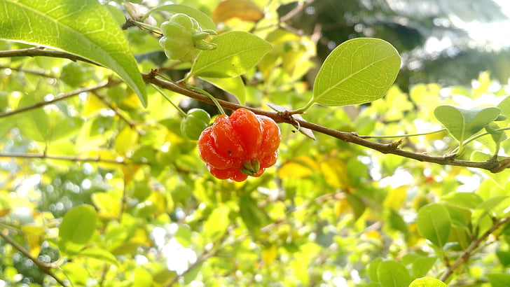 Cherry, fructe, picior pitanga, natura