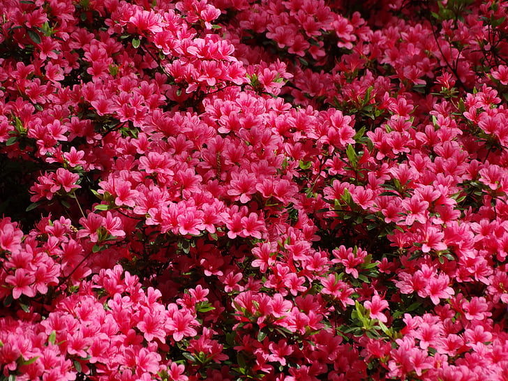 Azaleia, -de-rosa, Keukenhof, Primavera, flor, planta, natureza