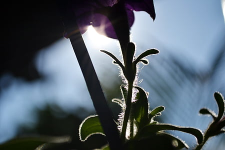 sunlight, light, backlight, flowers, flower, purple flower, plant