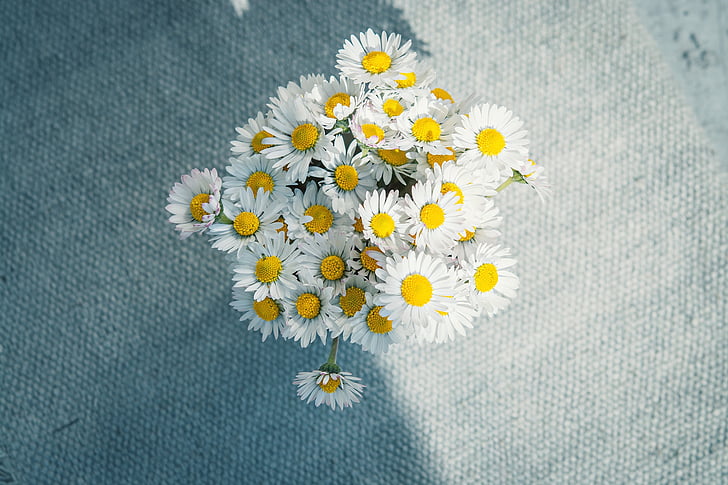 daisy, flowers, bouquet, white, from above, table, light and shadow