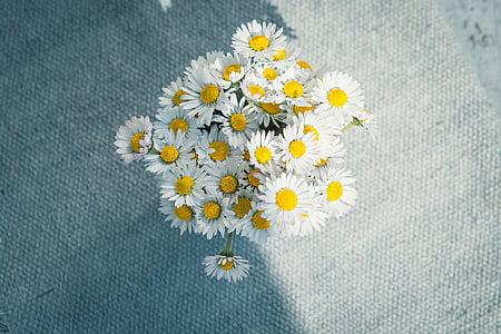 Daisy, blomster, buket, hvid, fra oven, tabel, lys og skygge