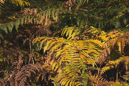 fern, leaves, nature, outdoors, plants, tree, forest
