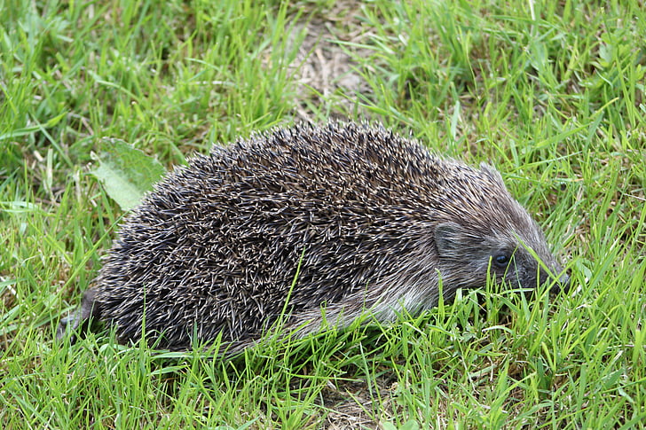 hedgehog, thúc đẩy, Thiên nhiên, động vật, động vật có vú, động vật hoang dã, Bristle - một phần động vật