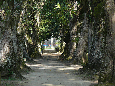 Brasil, Rio de janeiro, Botanisk hage, treet, tømmer