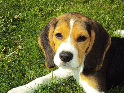 szczeniak Beagle, Beagle, ogar, pies, psi, czystej krwi, na Pieska